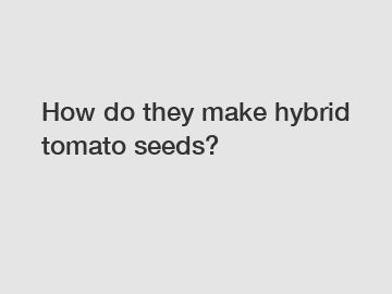 How do they make hybrid tomato seeds?