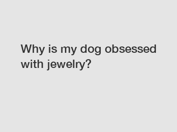 Why is my dog obsessed with jewelry?