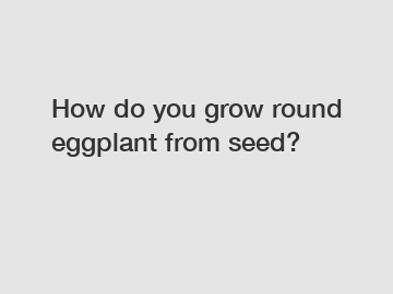 How do you grow round eggplant from seed?