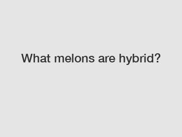 What melons are hybrid?
