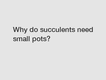 Why do succulents need small pots?