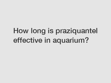 How long is praziquantel effective in aquarium?