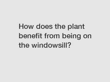 How does the plant benefit from being on the windowsill?