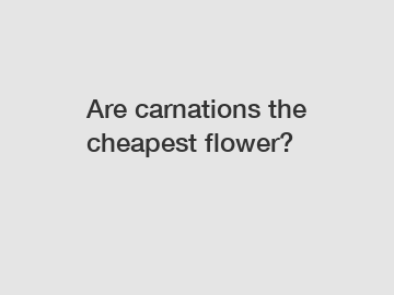 Are carnations the cheapest flower?