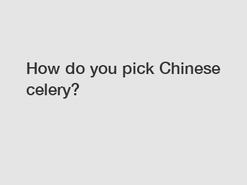 How do you pick Chinese celery?