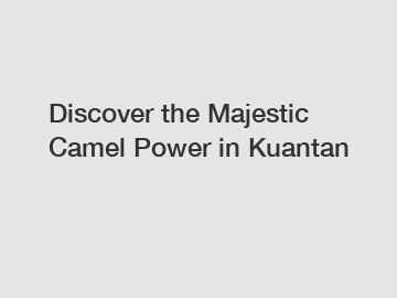 Discover the Majestic Camel Power in Kuantan